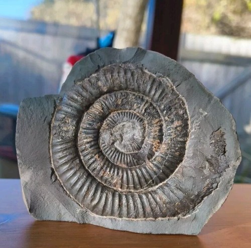 Jurassic fossil ammonite - fossil,
