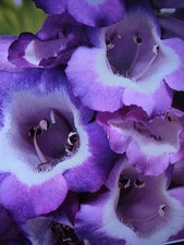 2 Penstemon hartweggi Arabesque, Beard Tongue plants in 10.5cm pots approx.