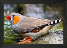 Cute Zebra Finch Framed Wall