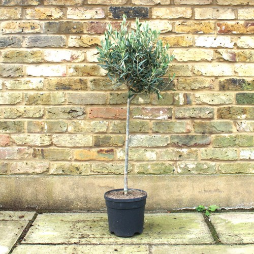 Olive tree stem garden - tree,