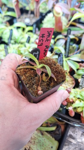 Nepenthes veitchii big - big, x