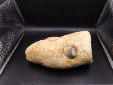 Natural Gemstone Mineral Geode Rock / Stone Unknown Tooth Shaped Paperweight 