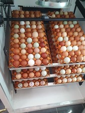 360 eggs incubator fully Automatic chicken turkey duck quail fowl poultry eggs