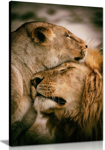 Lion lioness affection - lion, &