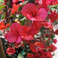 10 Seeds Bougainvillea Red