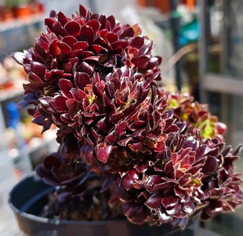 Aeonium flower moon night - moon, var