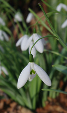 Galanthus FLY FISHING - early flowering form - JANUARY - flowering size
