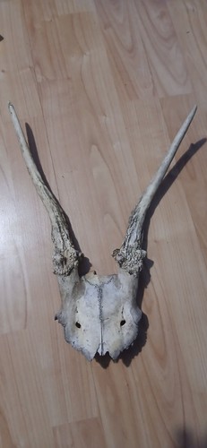 Real english fallow - english,