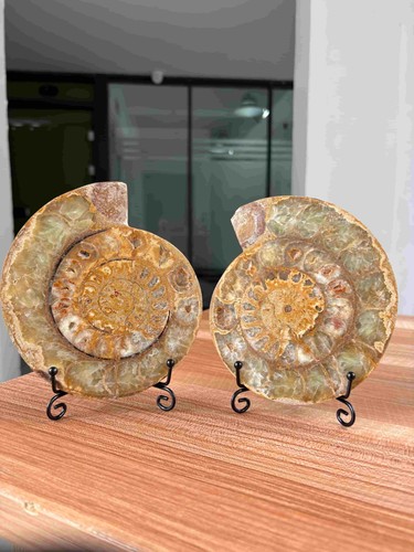 Large natural ammonite - large,