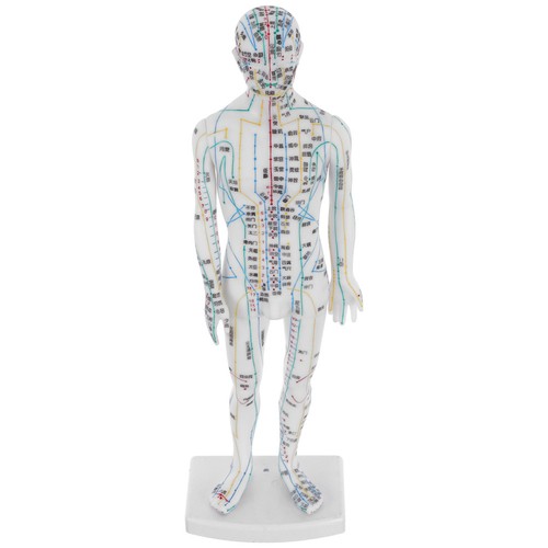 Human body acupuncture model - body,