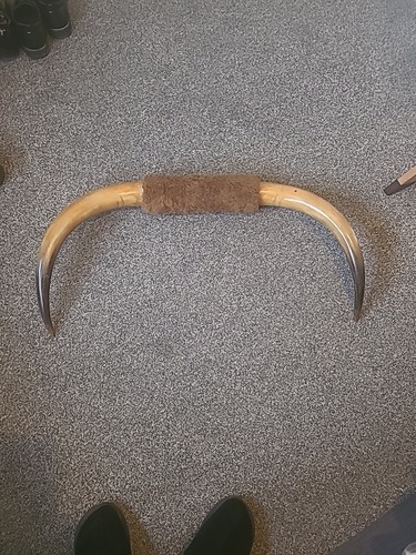Real highland cow horns - cow,