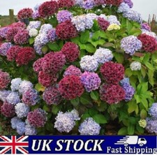 Hydrangea Flower Seeds Mix