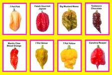 Worlds HOTTEST Chilli - 50