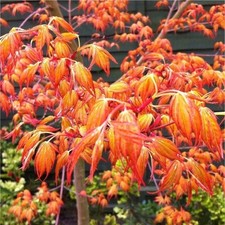Acer Palmatum Katsura Japanese