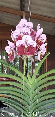 Rare vanda thonglor kunying - thonglor, x