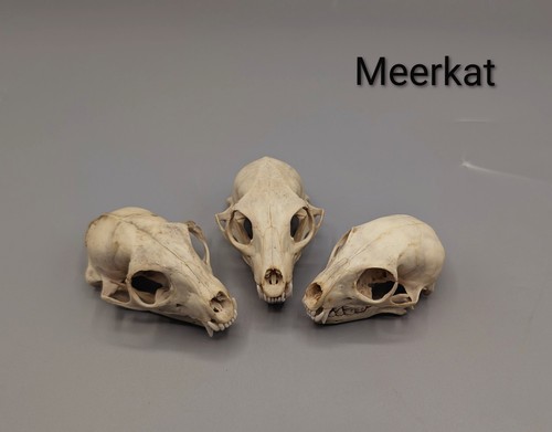 Meerkat skulls bones animal - skulls,, bones,