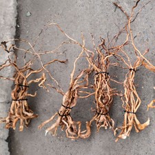 Natural Driftwood Aquarium