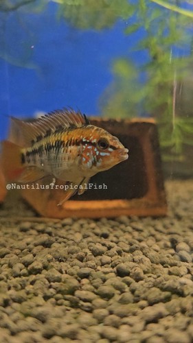 Beautiful pair apistogramma - beautiful,