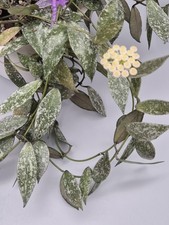 Hoya Lacunosa Laos (small