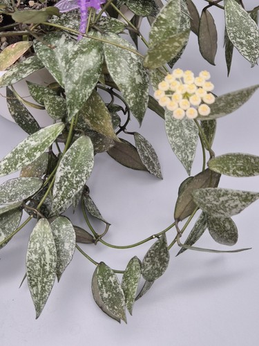 Hoya lacunosa laos small - laos, (small