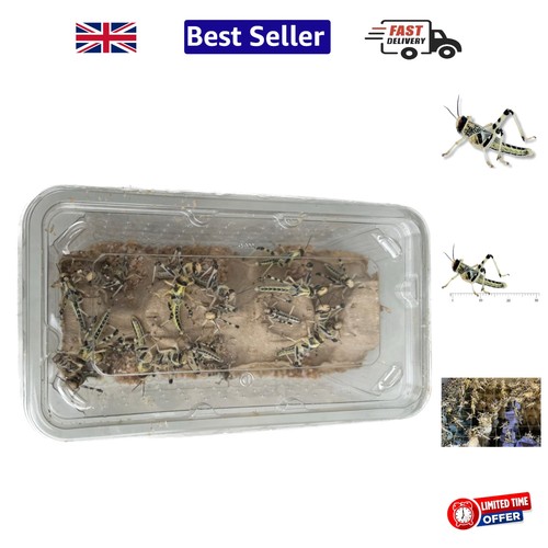 Nutritious live locusts pack - nutritious, (pack