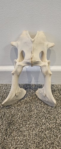 Sheep pelvis bone taxidermy - sheep,
