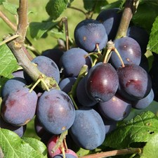 Dwarf Merryweather Damson