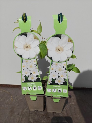 Clematis guernsey cream - x,