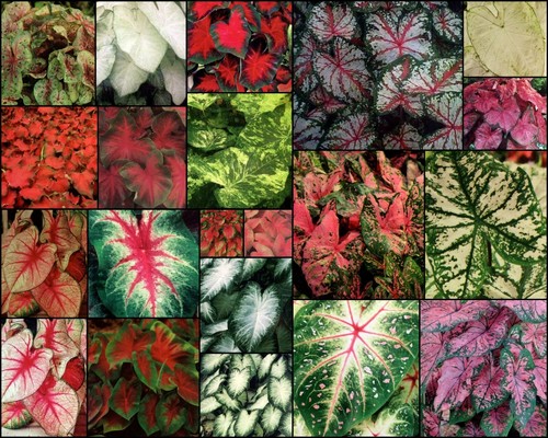 Sale fancy leaf caladium - sale!,