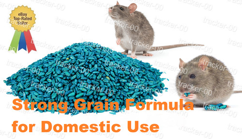 Rat mouse rodent - rat, bait