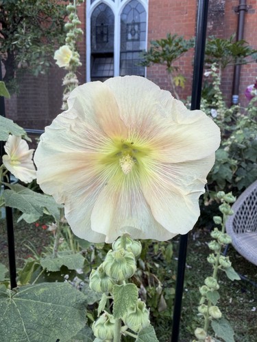 Giant hollyhock yellow - giant, (alcea)