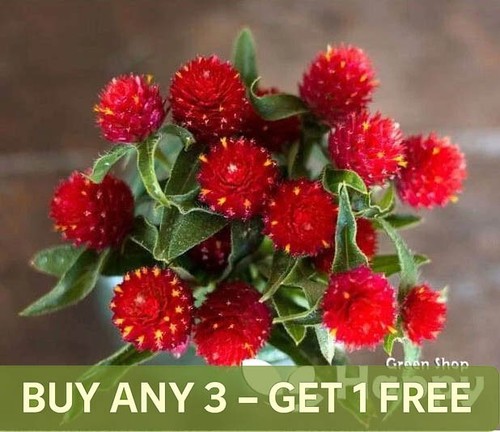 Globe amaranth strawberry - amaranth,