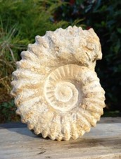 Large Fossil Ammonite