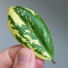 RARE! Zamioculcas Zamiifolia