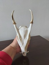 Muntjac Buck Deer Skull Taxidermy Antlers Gothic