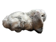 Lop Eared Rabbit Soft Plush Toy Animal By Living Nature New 28cm Very Realistic
