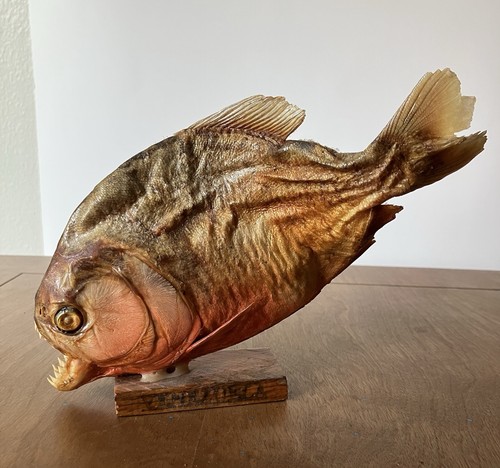Vintage piranha taxidermy - piranha,