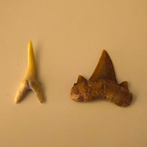 Shark teeth fossils natural - teeth, fossils-natural