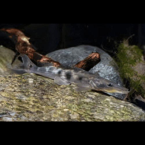 Porthole shovelnose catfish - porthole,