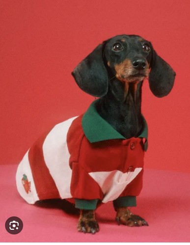 Gucci dog shirt stripe top - shirt,