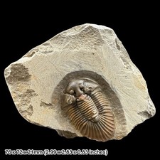 Rare Scutellum Trilobite