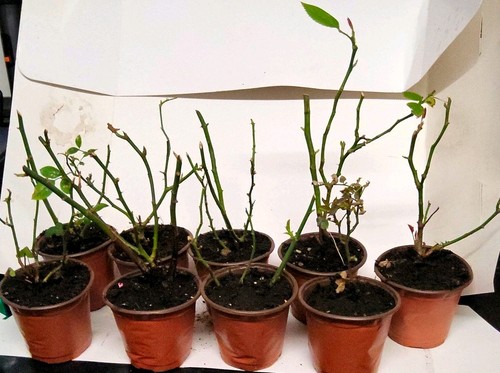 Rose plant houseplants potted - plant, /houseplants
