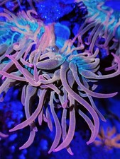 (2) pack Rainbow Bubble Tip