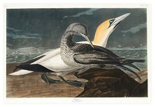 Xtra Large John James Audubon