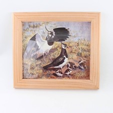 Vintage Lapwing Bird Print CF Tunnicliffe– 1 of 1 Handmade Frame Original Plate