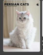 Persian Cats 2026 A3 Calendar