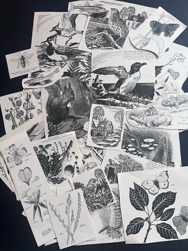 Vintage animals birds wildlife - animals,