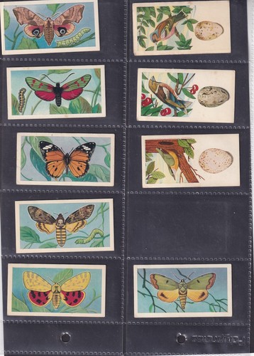 Dairies butterflies - a-1,
