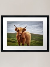 Scottish Highland Cow Dartmoor