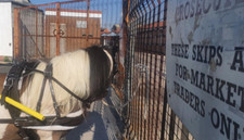 Driving Harness Full Havana Padded Quick Release Strong Leather 15.2 to 17hh